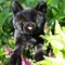 Soft and Cuddly Floppy Black Cat Toy - Perfect for Kids Ages 3 and Up